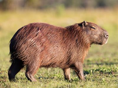 Capybara - South America - Yaclass.jpg