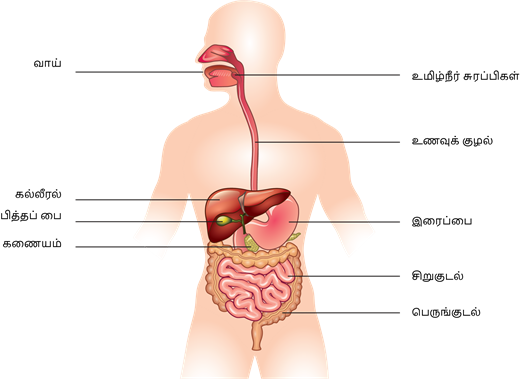 YCIND20220816_4262_Human organ systems_11 (1).png