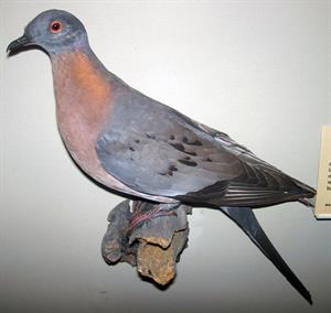 632px-Ectopistes_migratorius_(passenger_pigeon).jpg
