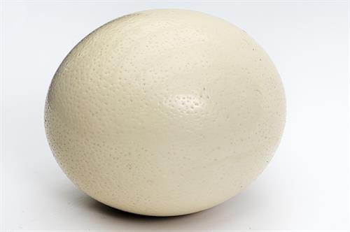 ostrich-egg-2750297_1280.jpg