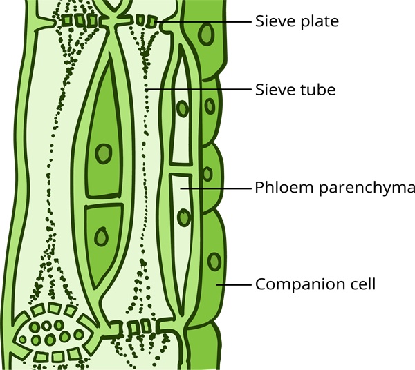 Transportation by phloem — lesson. Science CBSE, Class 10.