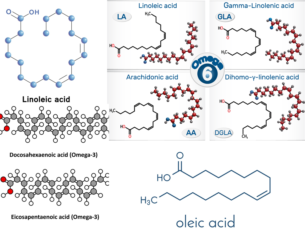 Proteins and fat — lesson. Science State Board, Class 9.