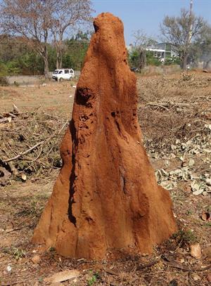 termite-hill-238384_1920.jpg