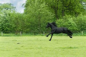 black horse1.jpg