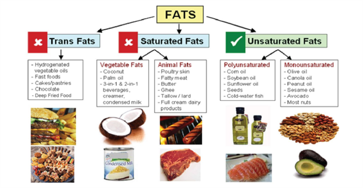 Fat and Proteins — lesson. Science State Board, Class 6.