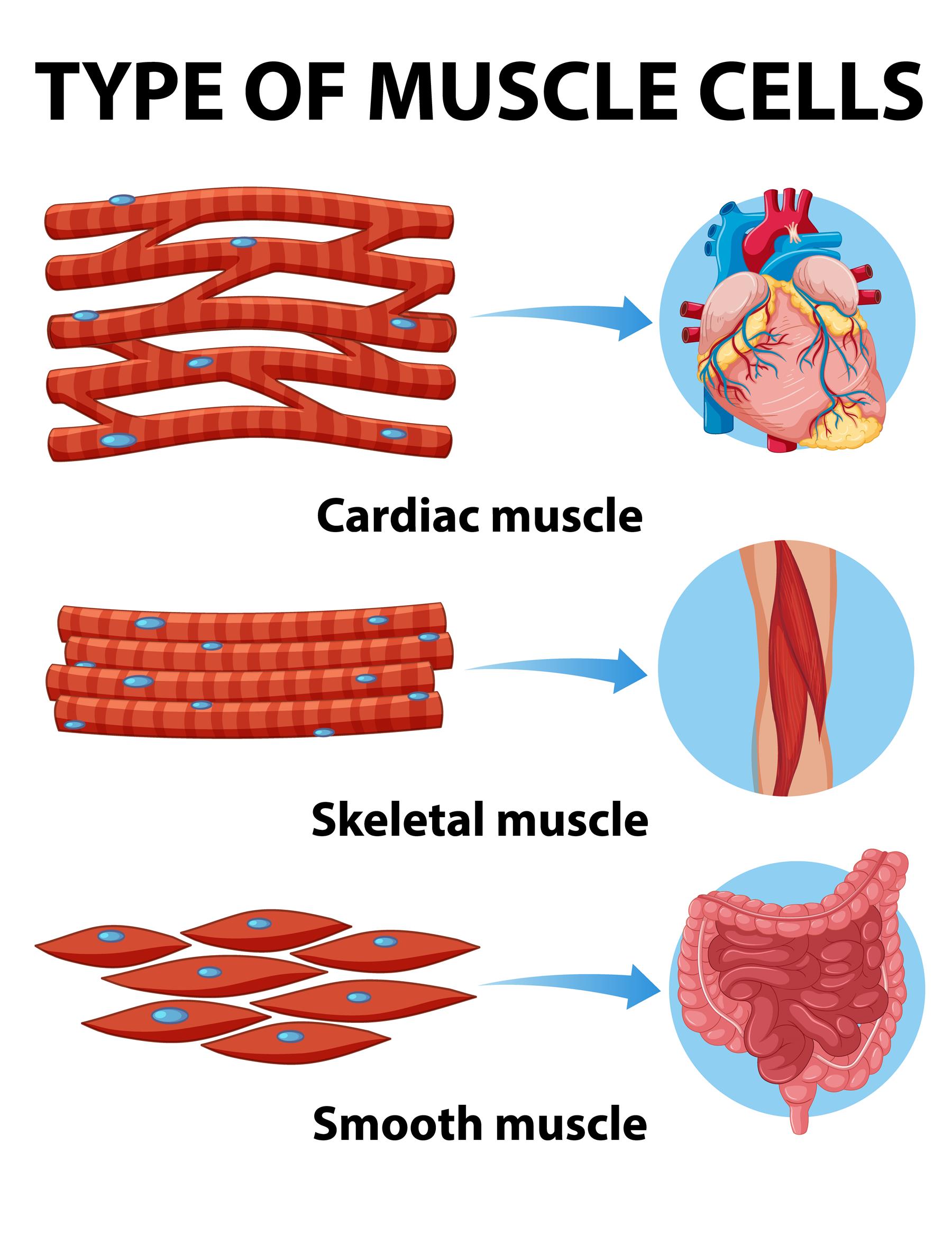 specialised-cells-of-the-body-lesson-science-state-board-class-7