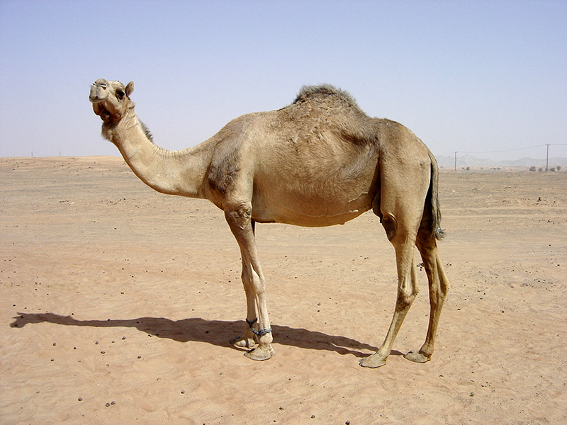 Adaptations in camels — lesson. Science State Board, Class 6.