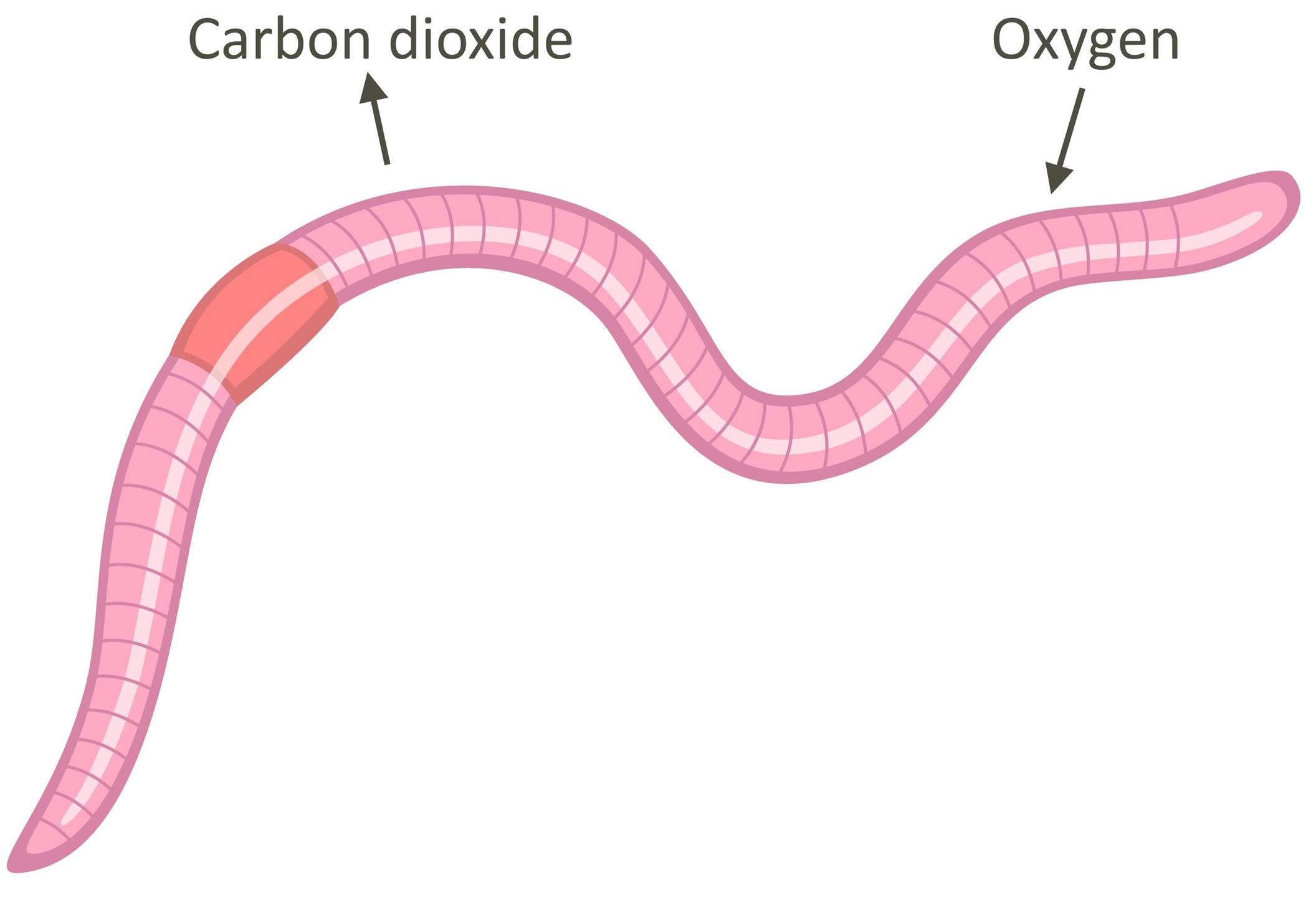 Respiration — lesson. Science CBSE, Class 10.
