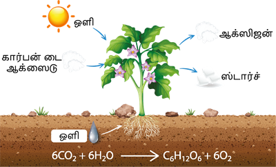 YCIND30052022_3817_Plant_physiology_1.png