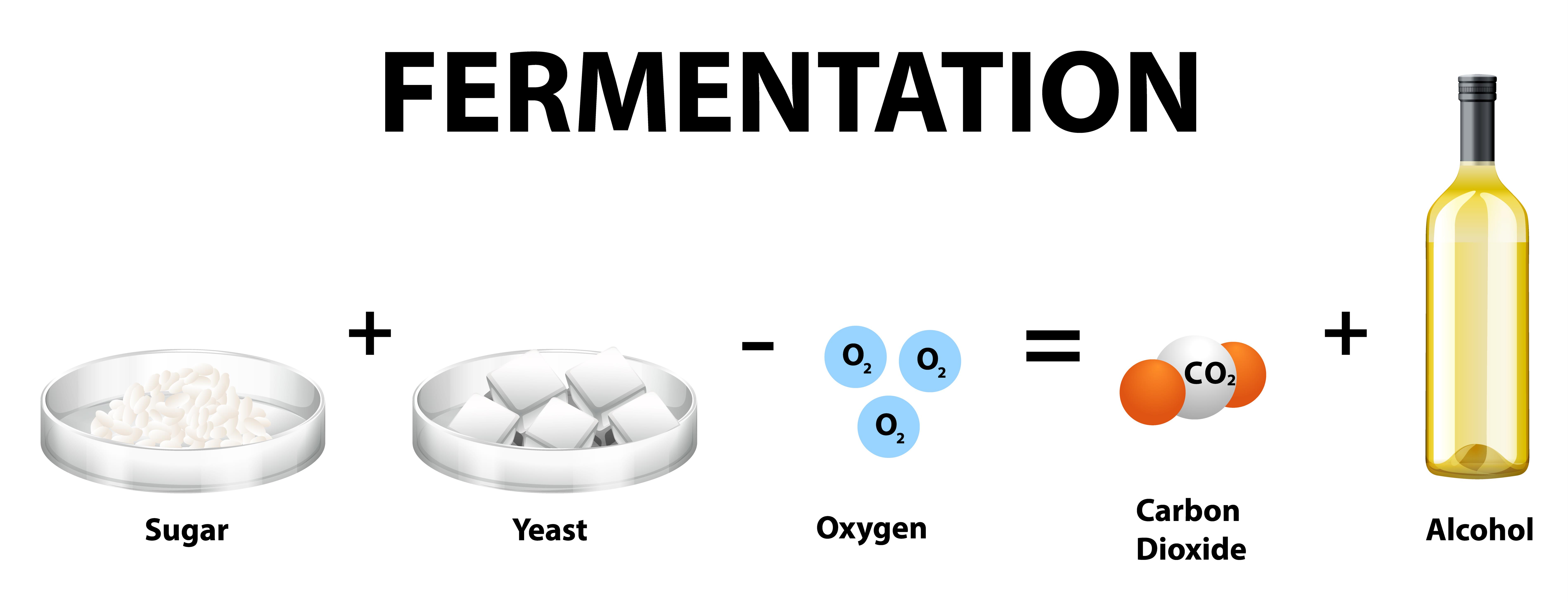 Fermentation Lesson Science Cbse Class