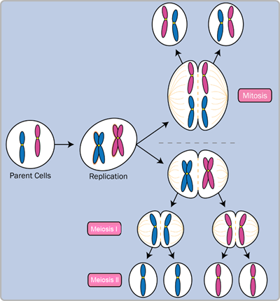Mitosis_vs._meiosis.png