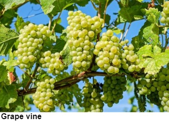 grapes.jpg