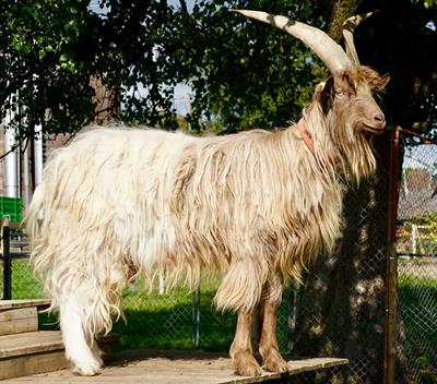 goat-gf653cce53_1920.jpg