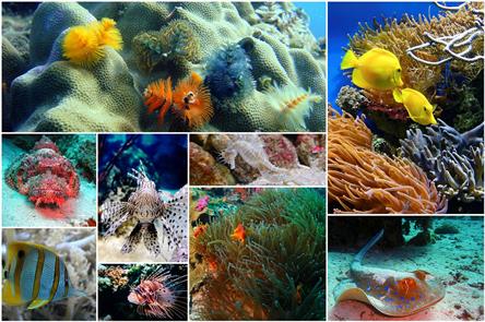 fish-collage-1502406_1280.jpg