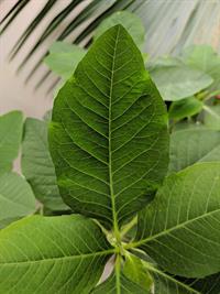 Detailed_view_of_a_leaf.jpg