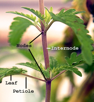 Plant_nodes_c.jpg