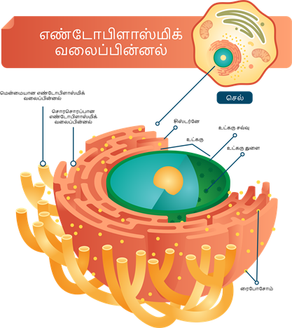 YCIND20220804_4064_Cell Biology_03.png