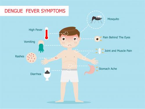 dengue-fever-symptoms-infographics-template_35029-473.jpg