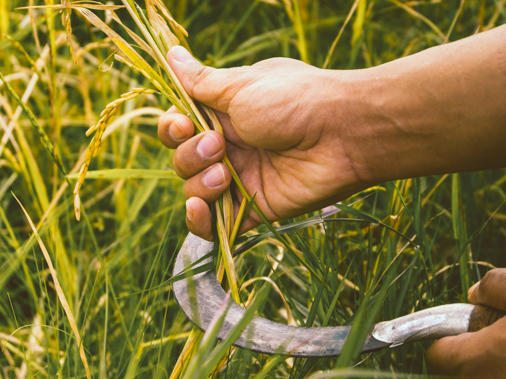 Harvesting — lesson. Science State Board, Class 8.