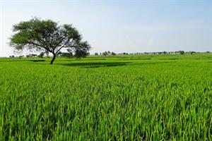 rice-fields-204139_1280.jpg