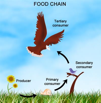 grassland ecosystem food web