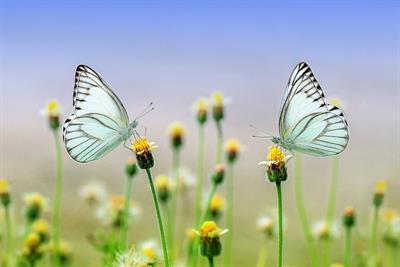 butterflies-gd38b27a60_1920.jpg