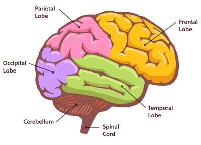 Nervous system — lesson. Science State Board, Class 6.