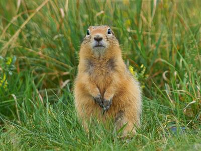 Gopher - North America - Yaclass.jpg