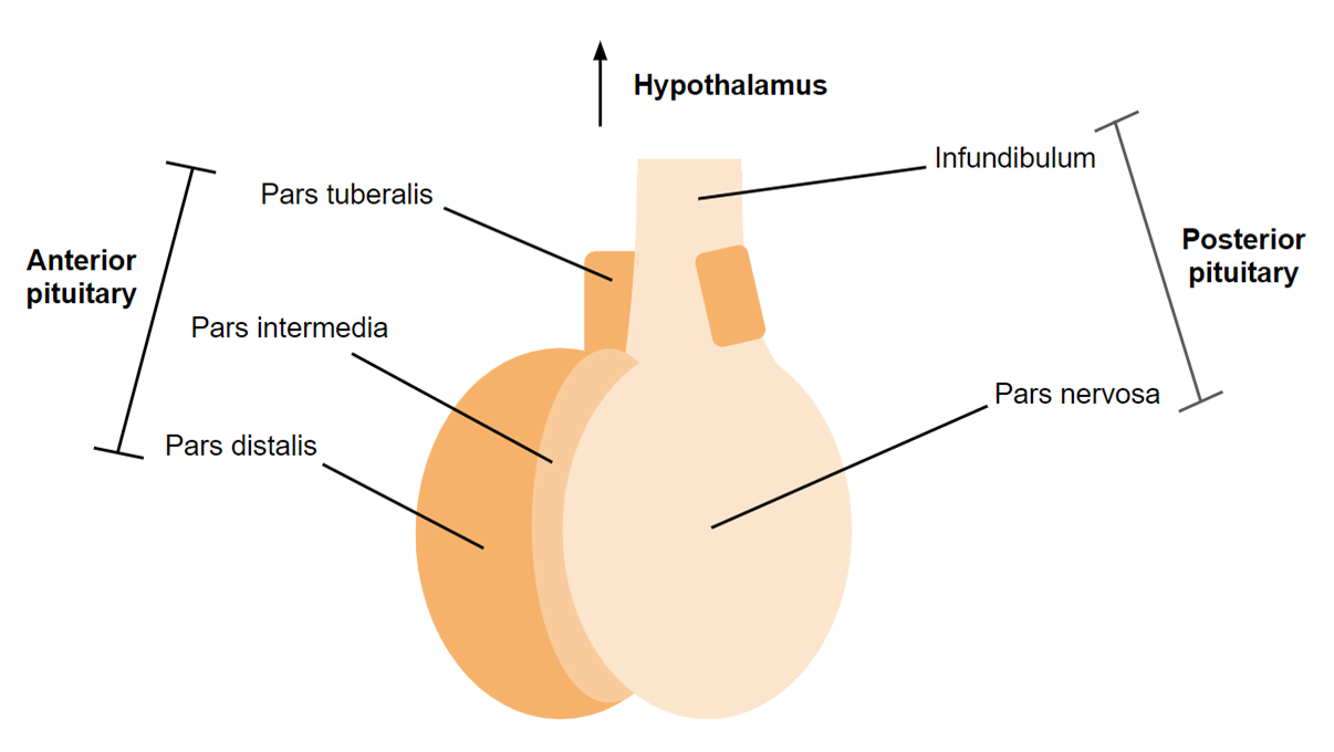 Pituitary gland — lesson. Science CBSE, Class 10.