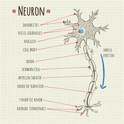Neuron.png