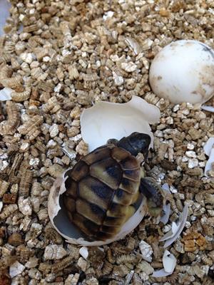 turtle eggs .jpg