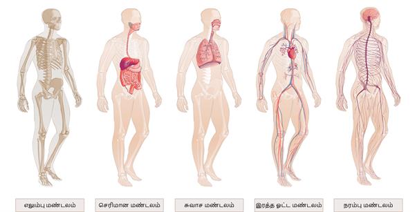 YCIND20220816_4262_Human organ systems_15.jpg