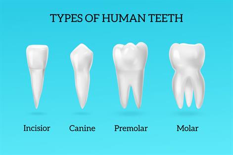 2008.i305.031.realistic teeth types.jpg
