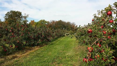 orchard-g87060c0b4_1280.jpg