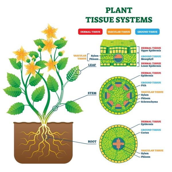 simple-permanent-tissue-parenchyma-lesson-science-state-board-class-9