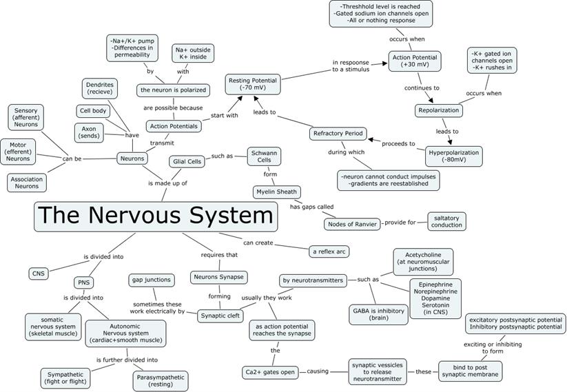 nervous-system-_2_.jpg