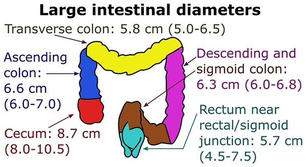 1024px-Diameters_of_the_large_intestine.jpg