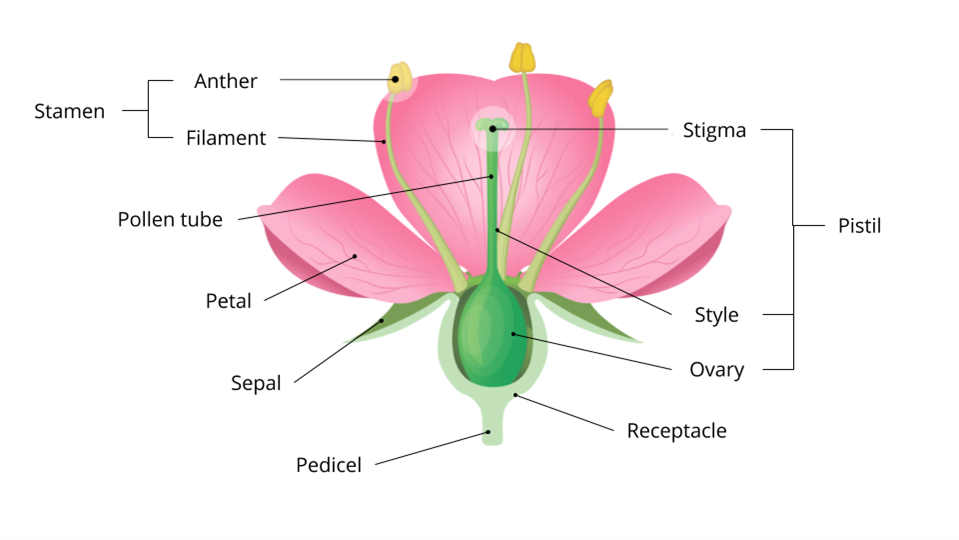 Flower Lesson Science Cbse Class