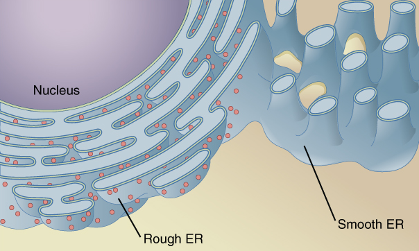 endoplasmic-reticulum-lesson-science-cbse-class-9