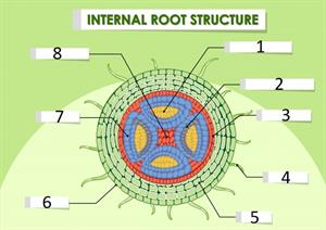 internal structure of root ques.jpg