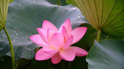 lotus-pix.jpg