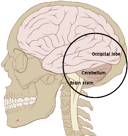 Occipital_region-sagittal_view.gif