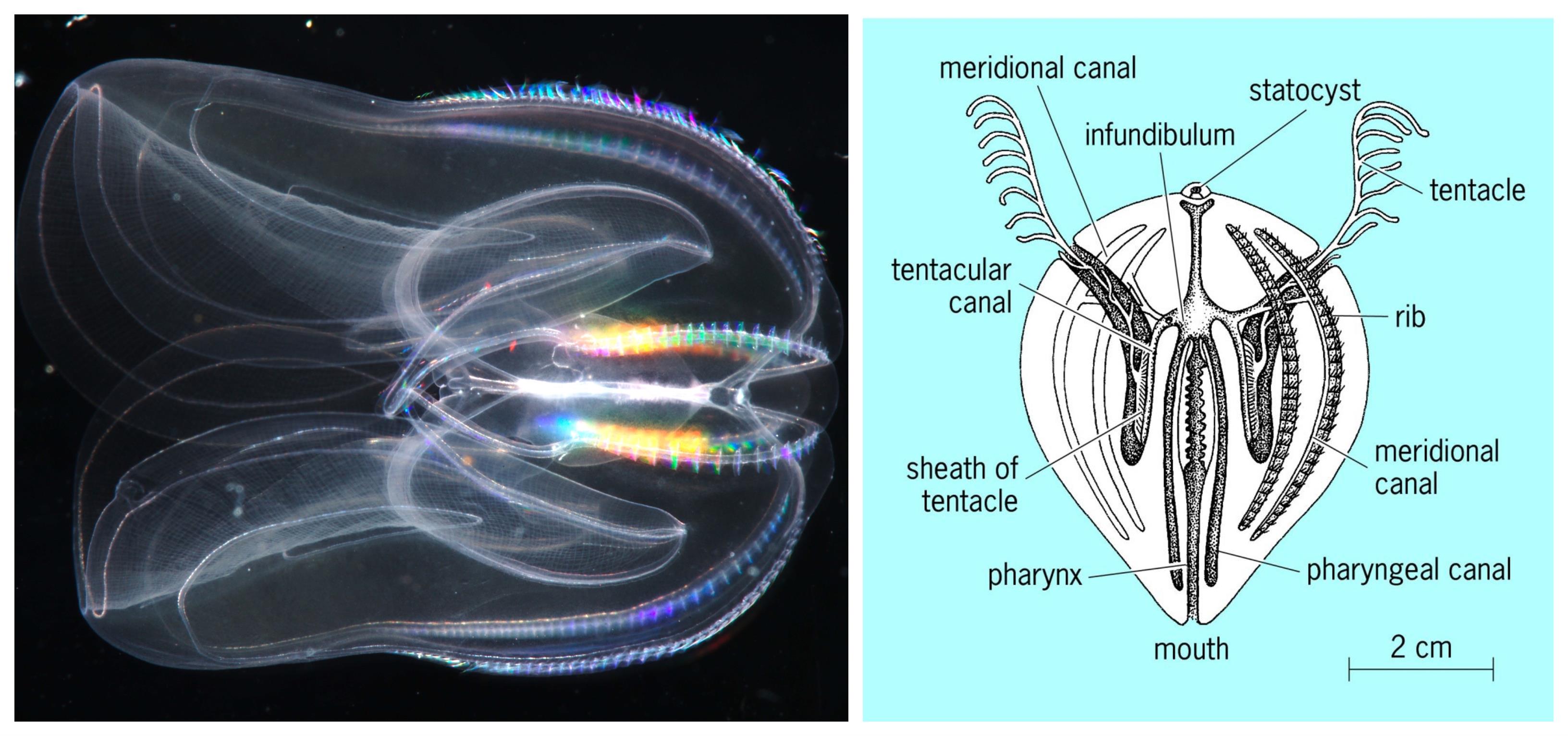 Nervous system in different organisms I — lesson. Science CBSE, Class 10.