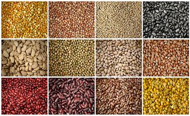 1024px-Collage_of_Pulses_from_Kolli_Hills.jpg