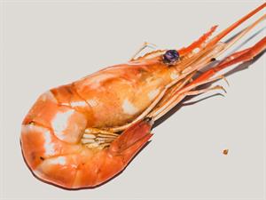 fresh-cooked-shrimp-background-seafood-1594046925s7V.jpg