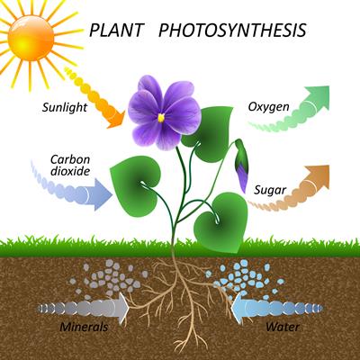Photosynthesis in plants — lesson. Science CBSE, Class 7.