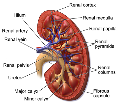 1024px-Blausen_0592_KidneyAnatomy_01.png