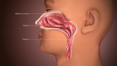 3D_Medical_Animation_Nose_Top_section.jpg