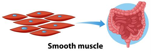 Movement process of the arm muscle Biceps and Triceps 1928991 Vector Art at  Vecteezy