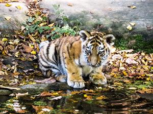 cub tiger-pix.jpg